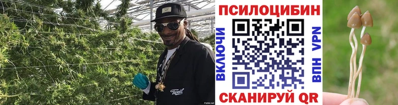 Псилоцибиновые грибы ЛСД  кракен рабочий сайт  Сосновоборск 